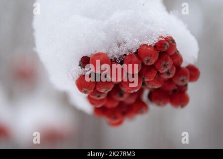 Mirtillo rosso sotto la neve. Primo piano Foto Stock