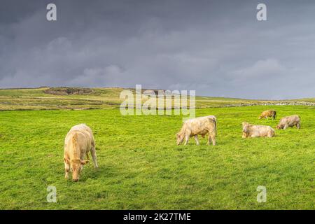 Mandria di bovini che pascolano su pascoli verdi freschi sulle scogliere di Moher, Irlanda Foto Stock