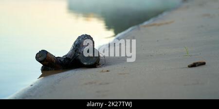 Ramo di un salice come flotsam sulla riva del fiume Elba vicino a Magdeburg in Germania Foto Stock