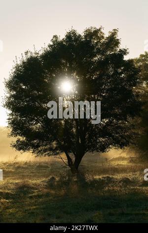 Campo acero, Acer campestre in un parco vicino a Magdeburg al mattino presto con retroilluminazione Foto Stock