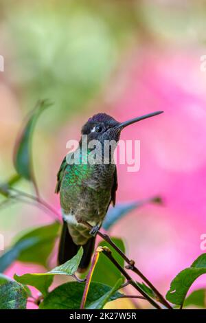 Colibrì a testa violetta (Klais guimeti), San Gerardo de Dota, Costa Rica. Foto Stock