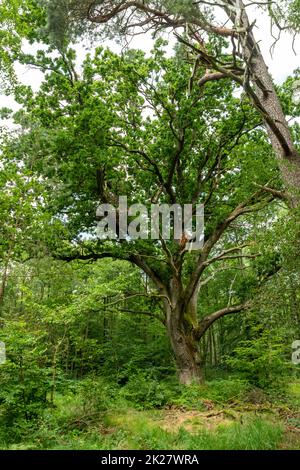 Molto vecchio querce in un paesaggio tedesco Moor foresta con felce e erba Foto Stock