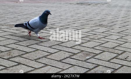 un piccione sulle lastre di pavimentazione. L'uccello selvatico sta camminando nella piazza. Foto di una colomba solitaria grigia sullo sfondo delle lastre di pavimentazione. Foto Stock