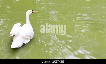 Il cigno bianco è un uccello del genere dei cigni della famiglia delle anatre, che ha un piumaggio bianco in estate su un lago o stagno. Foto Stock