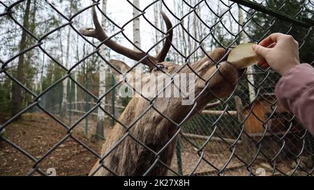 Una donna alimenta un cervo con corna attraverso una recinzione in uno zoo. Il cervo mangia le barbabietole da zucchero da una mano femminile. Foto Stock