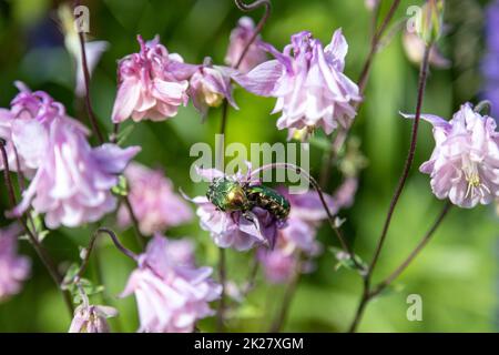 Due Golden Rose Beetles foraggio su fiori rosa Foto Stock