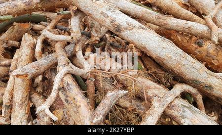 Tronchi di sega freschi. Tronchi di alberi nella foresta dopo abbattimento Foto Stock