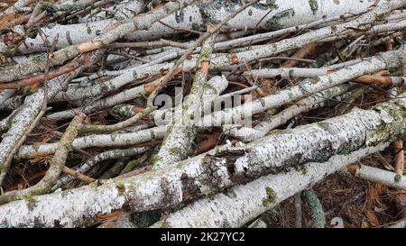 Tronchi di sega freschi. Tronchi di alberi nella foresta dopo abbattimento Foto Stock