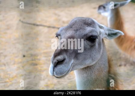Ritratto closeup del Guanaco (lama guanicoe), un camelide nativo del Sud America, strettamente legato al lama. Foto Stock