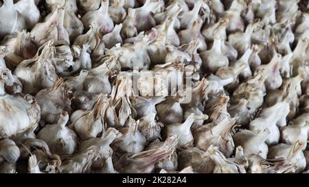 Un sacco di aglio messidor è sparso all'aria aperta. Questa varietà è alta resa di buona qualità, matura presto e ha un alto rendimento, coltivato in Olanda. Foto Stock