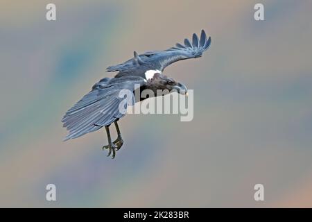 Bianco-raven a collo alto in volo Foto Stock