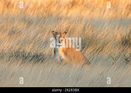 Leoness in prateria asciutta al tramonto Foto Stock