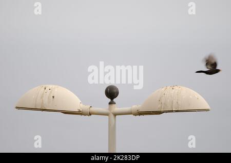 Uccello nero comune che prende il volo da un lampione. Foto Stock