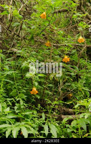 Canary Island bellflower Canarina canariensis. Foto Stock