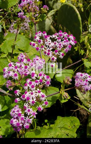 Fiori della pianta Pericallis webbii. Foto Stock