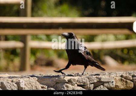 Isole Canarie corvo Corvus corax canariensis. Foto Stock