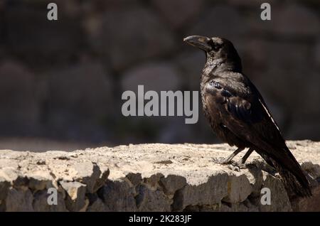 Isole Canarie corvo su un muro di pietra. Foto Stock