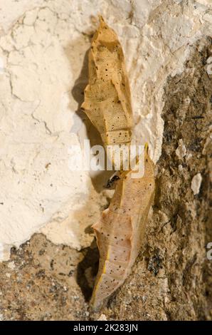 Farfalla bianca parassita e pupae di piccolo bianco. Foto Stock