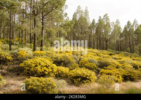 Foresta di pini di Isole Canarie e sottobosco di Teline microphylla in fiore. Foto Stock