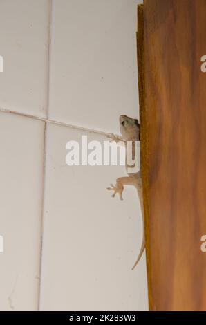 Il gecko da parete di Boettger semi-nascosto su un muro. Foto Stock