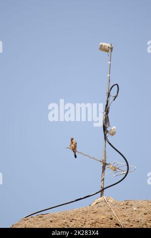 Kestrel comune appollaiato su un'antenna. Foto Stock