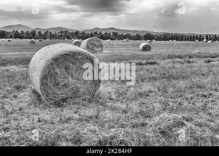 Balle di fieno sul campo dopo il raccolto Foto Stock