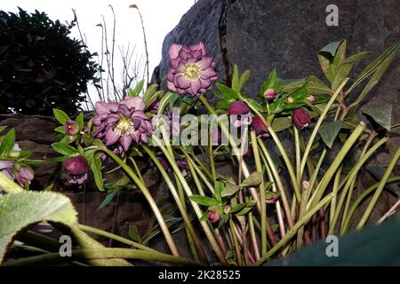 Schneerose, Christrose oder Schwarze Nieswurz (Helleborus niger) Foto Stock