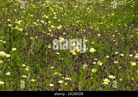 Campo di crisantemo di ghirlanda e lucentezza di vipera viola. Foto Stock