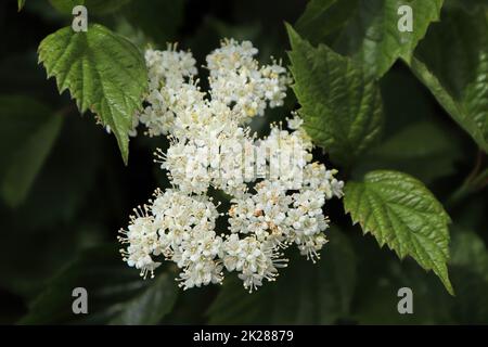 Grappoli bianchi di fiori su un Viburnum Jazz Autunno Foto Stock