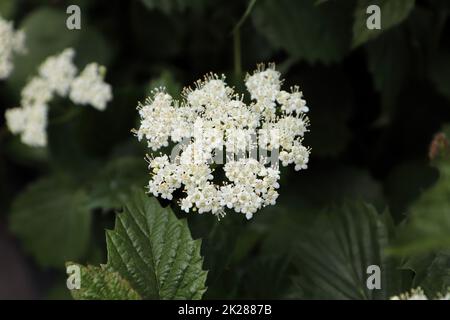 Grappoli bianchi di fiori su un Viburnum Jazz Autunno Foto Stock