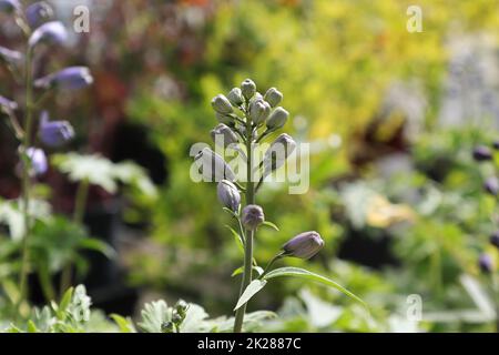 Primo piano del gambo di fiori su piante di delphinium Foto Stock