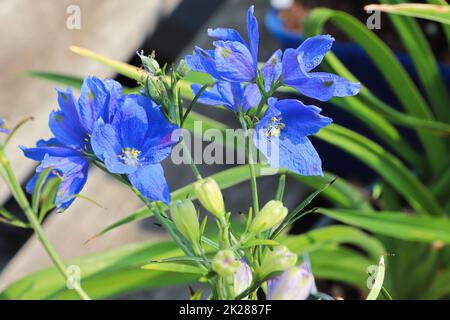 Primo piano dei fiori viola su piante di delphinium Foto Stock