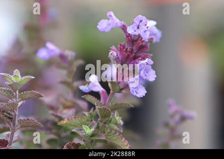 Delicati fiori rosa fioriscono su una pianta di menta Foto Stock