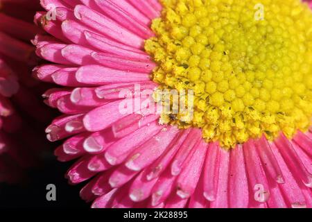 Macro di margherite inglesi rosa e gialla Foto Stock