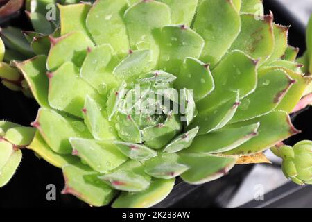 Primo piano di vista di galline e pulcini succulenti piante Foto Stock