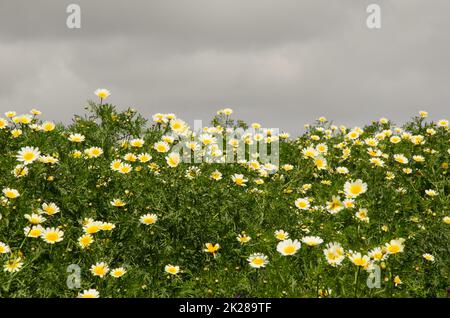 Garland crisanthemum Glebionis coronaria in fiore. Foto Stock