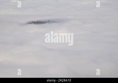 Cravata di pini delle Canarie che emergono da un mare di nuvole. Foto Stock