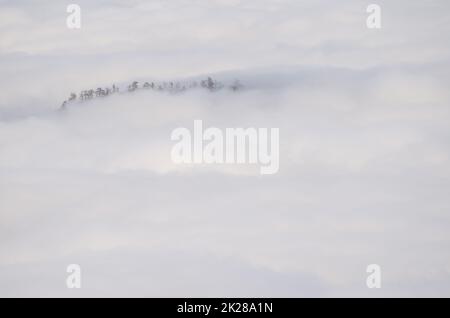 Cravata di pini delle Canarie che emergono da un mare di nuvole. Foto Stock