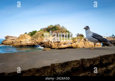 Rocca di Basta e gabbiano a biarritz Foto Stock