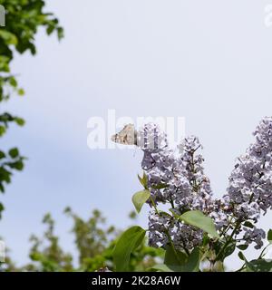 Eruzione della farfalla sui colori del lilla. Orticaria farfalla. Foto Stock