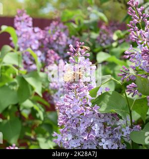 Eruzione della farfalla sui colori del lilla. Orticaria farfalla. Foto Stock