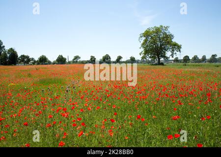 Campo di papavero su una soleggiata giornata estiva Foto Stock