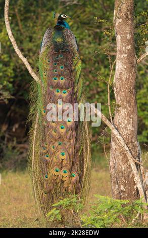 Un bellissimo pavone luminoso con piume scintillanti e treno si diffuse chiaramente; un pavone blu brillante; dallo Sri Lanka; un grande uccello arroccato su un albero Foto Stock