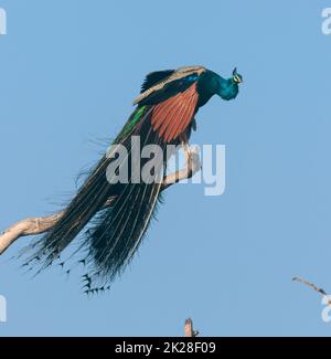 Un bellissimo pavone luminoso con piume scintillanti e treno si diffuse chiaramente; un pavone blu brillante; dallo Sri Lanka; un grande uccello arroccato su un albero Foto Stock