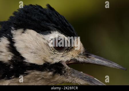 Testa di grande picchio macchiato. Foto Stock