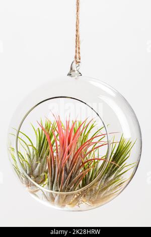 Tilandsia ionantha Airplants sospesi in vetro terrario su sfondo bianco Foto Stock