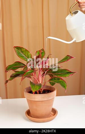 Annaffiatura della pianta - pianta Alocasia Pictus in vaso ceramico marrone. Foto Stock