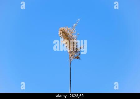 Una panicola di canna essiccata contro un cielo blu. Foto Stock