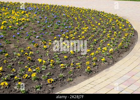 Letto di fiori. Fiori gialli e blu sul piano dei fiori. Foto Stock