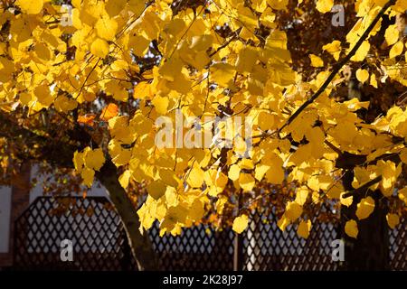 Foglie gialle di un tiglio. Foglie ingiallenti sui rami di un albero. Sfondo autunnale dalle foglie di un tiglio. Foglie autunnali gialle Foto Stock